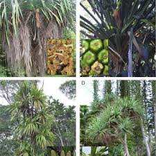 Image result for Pandanus chiliocarpus