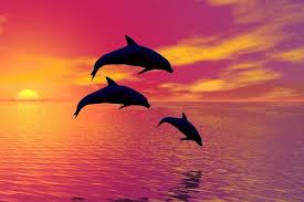 960 x 854 jpeg 147 кб. Cute Dolphins At The Beach Wallpaper Dolphin Photos Dolphins Beach Wallpaper