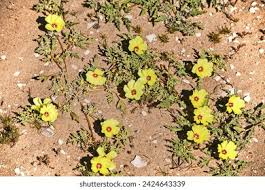Image result for Tribulus zeyheri