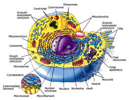 Mcq On Cytology Cell And Cell Organelles Mcq Biology Human Cell Structure Cell Structure Cell Organelles