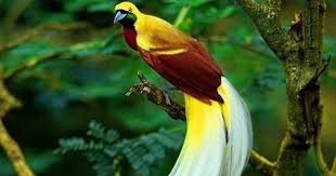 Gambar flora berwarna, sketsa gambar flora fauna dan alam benda, cara menggambar ragam hias flora. Flora Dan Fauna Identitas 34 Provinsi Di Indonesia Gatra Guru