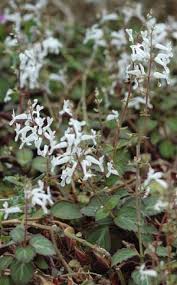 Image result for Plectranthus chimanimanensis