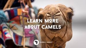 A journey is usually a long trip. Learn More About Camels