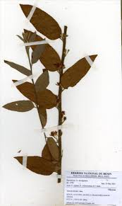 Image result for Grewia mollis