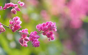 Pink Flowers Blur Background Spring Pink Cluster Flower Pink Flowers Blur Background Spring 1080p Wallpaper Pink Flowers Flowers Pink Flowering Trees