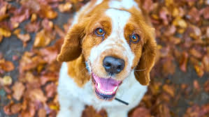 Image result for velššpringršpaněl