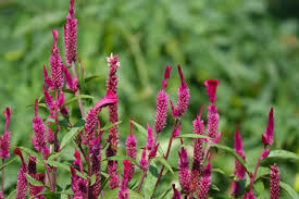 Image result for Amaranthus dubius
