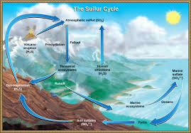 Biogeochemical cycles webquest answer key pdf. Biogeochemical Cycles Concepts Of Biology