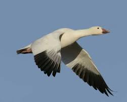 Snow Goose Snow Goose Snow Goose Hunting Goose Hunting