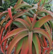 Image result for Rawsonia burtt-davyi