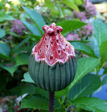 Frei Modelliertes Keramikobjekt Samenkapsel In Rot Grunen Farbtonen Hohe 8 5cm Diese Gartenstecker Sind Besten Keramik Blumen Blumentopf Keramik Keramik