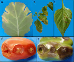 Image result for tomato seedling xanthomonas vesicatoria