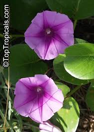 Image result for Ipomoea venosa