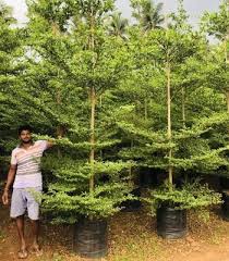 Image result for Terminalia stuhlmannii