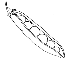 раскраска рисунок к сказке иван крестьянский сын и чудо юдо поэтапно Raskraska Goroh Raspechatat Kartinki S Gorohom