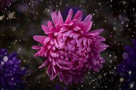 Purple color burst hd wallpaper, purple and pink smoke illustration. Flowers 2560x1440 Resolution Wallpapers 1440p Resolution
