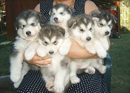 The alaskan malamute is one of the oldest arctic sled dogs, and it was originally bred to hunt seals, chase away predators, and pull heavy sleds for the native american mahlemut. Alaskan Malamute Pictures Puppies Diet Breeding Facts Habitat Behavior Animals Adda