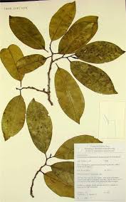 Image result for Canellaceae