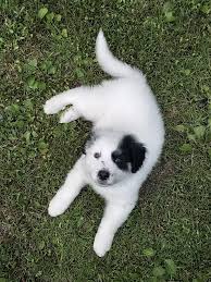 Lab great pyrenees mixes 🐕 are adorable, but are they the perfect dog for you? Kaya My Great Pyrenees Mix Has To Get Her First Puppy Shots Today Aww