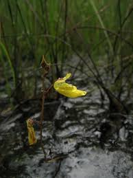 Image result for Utricularia  minor