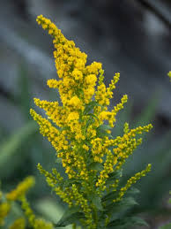 Image result for Lellingeria oosora