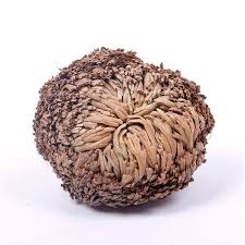 It's also cheaper , a lot easier to find , and is considered to be much prettier than the true rose of jericho, so this is the plant that most people choose and. False Rose Of Jericho Wonderplant Geeektech Com