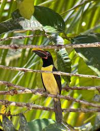 Image result for Ozoroa viridis