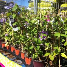 The uk leader for garden supplies; Loblaws Grocery Store In Islington City Centre West