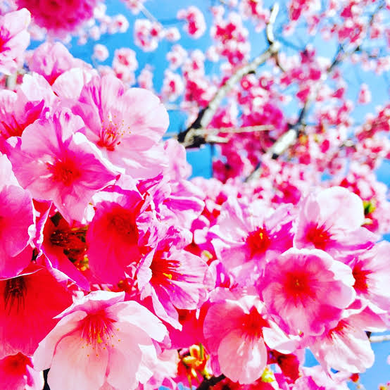 「桜 無料写真」の画像検索結果"