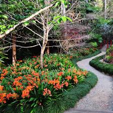 Image result for Heteropyxidaceae