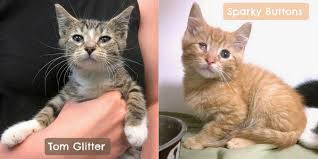 If you would like to meet any of the cats currently available for adoption, please contact the all cats and kittens shown below are available for adoption at cat depot. An Ai Neural Network Is Giving Cats The Terrifying Names They Deserve Cnet