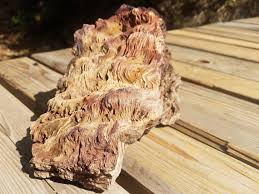 Very Rare And Unique Petrified Burl Wood Burled Wood Petrified Wood Wood