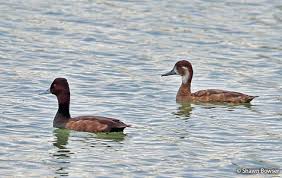 Image result for Erythrococca polyandra