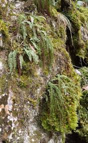 Image result for sleziník Asplenium