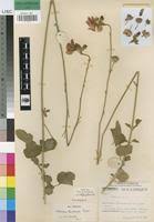 Image result for Hibiscus barbosae