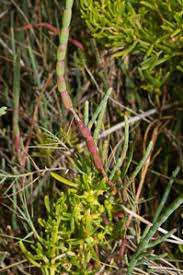 Image result for Sarcocornia natalensis