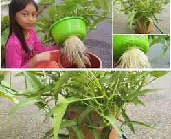 Cara (how to / diy) menamam pegaga di dalam botol dengan cara kitar semula botol terpakai. Tanam Kangkong Dalam Baldi Pun Boleh Hidup Segar Bugar Lagi Tau Keluarga