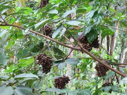 Image result for Ampelocissus