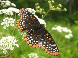 Image result for Blotiella trichosora