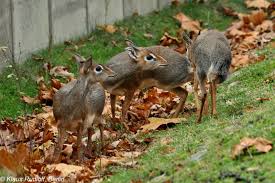 Image result for Macledium kirkii