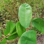 Image result for Anthonotha macrophylla
