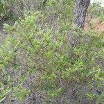 Image result for Vaccinium madagascariense