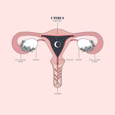 Image result for uterus