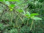 Image result for Antidesma vogelianum