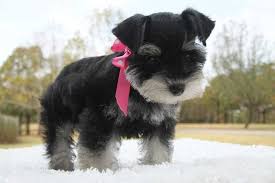 Black And White Schnauzer For Sale Toy Teacup And Miniature Schnauzer Puppies For Sale Oklahoma Miniature Schnauzer Puppies Schnauzer Miniature Schnauzer