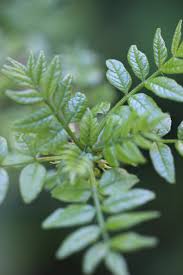 Image result for Zanthoxylum