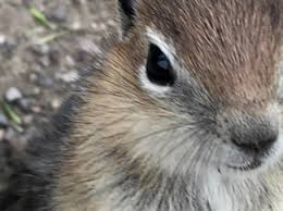 Questions with Puron: Featured RIPS Member