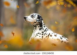 Image result for dalmatin