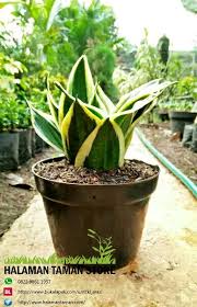 We did not find results for: Jual Tanaman Hias Lidah Mertua Sansivera Mini Di Lapak Hts Bukalapak