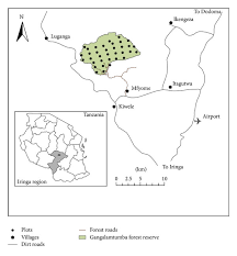 Image result for Cassipourea mollis